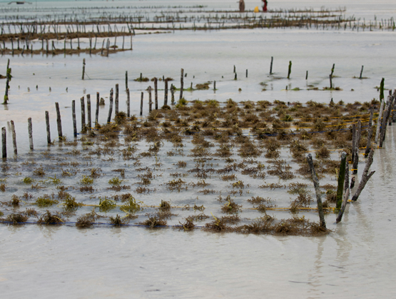 Seaweed farming plots arranged in shallow coastal waters, with rows of wooden stakes supporting the cultivation structures.
