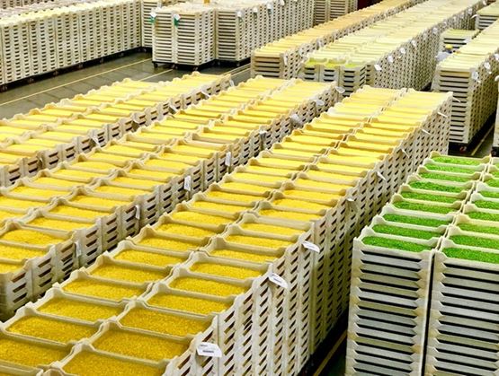 Rows of stacked crates filled with yellow and green grains or semolina in a production warehouse.