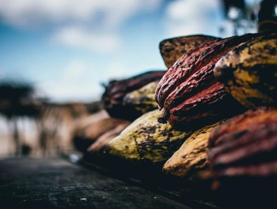Cocoa grains