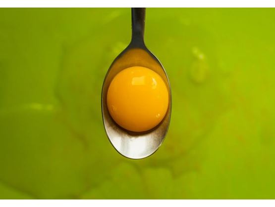 egg yolk
