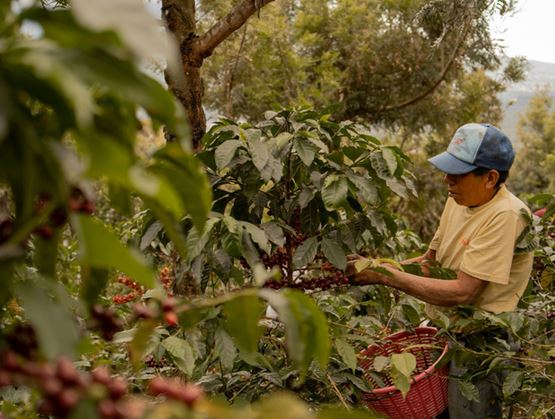 Agriculteur récoltant des cerises de café mûres sur un caféier dans une plantation verdoyante, avec un panier rouge accroché à la taille.