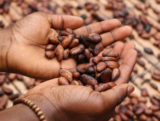 Two hands holding dried cocoa beans, with more beans spread in the background, illustrating cocoa harvesting or sorting.