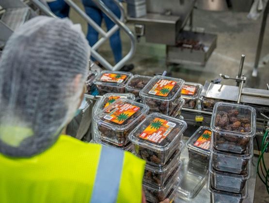 Opérateur en usine agroalimentaire manipulant des barquettes de dattes emballées sur une ligne de production automatisée.