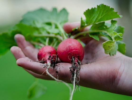 Hand holding two freshly harvested radishes with green leaves and roots still covered in soil, against a blurred natural background.