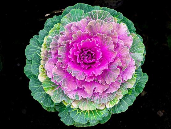Ornamental cabbage with green and purple leaves forming a decorative rosette, viewed from above on a dark background.