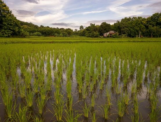 Rizière verdoyante avec des plants de riz alignés dans l’eau, entourée d’arbres et d’une petite maison en arrière-plan sous un ciel nuageux.