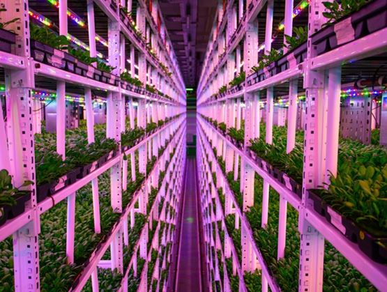 Aisles of an indoor vertical farm with rows of plants grown under purple LED lighting, illustrating modern and technological urban agriculture.