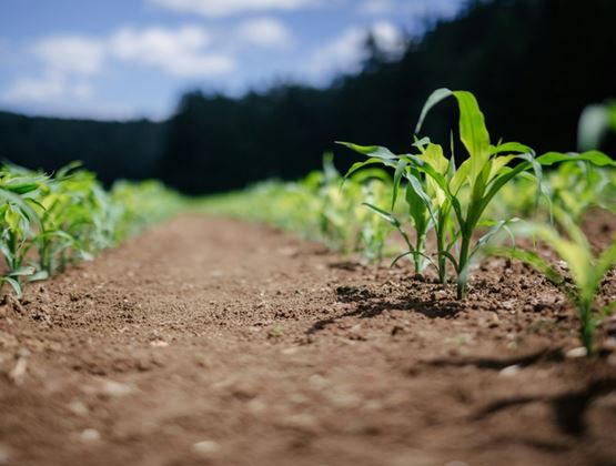 Young corn seedlings growing in rows in a field, with dry soil in the foreground and a forest in the background.