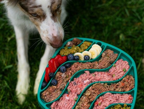 Dog sniffing a divided bowl filled with various foods and fruit on the grass.