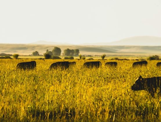 Herd of black cows grazing in a golden meadow, with hills and trees in the background.