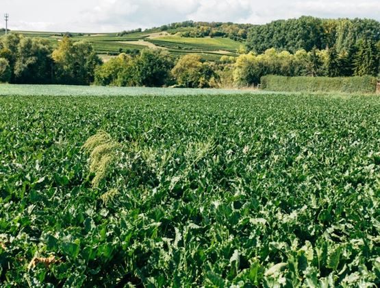 Champ de cultures vertes s’étendant jusqu’à des collines boisées, sous un ciel partiellement nuageux.