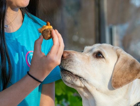 Dog looking at a treat held by a person wearing a blue T-shirt.
