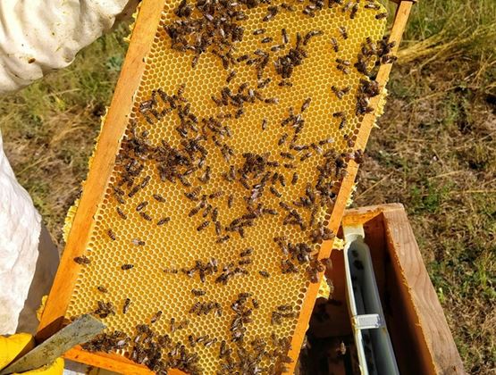 Beekeeper holding a hive frame covered with bees and honeycomb.