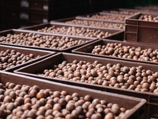 LIMBUA production employee holding a tray of macadamia nuts inside a processing facility.