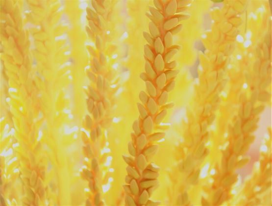 Close-up of golden coconut flowers illuminated by warm sunlight.