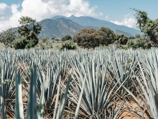 Agave field with mountains in the background beneath a cloudy sky.