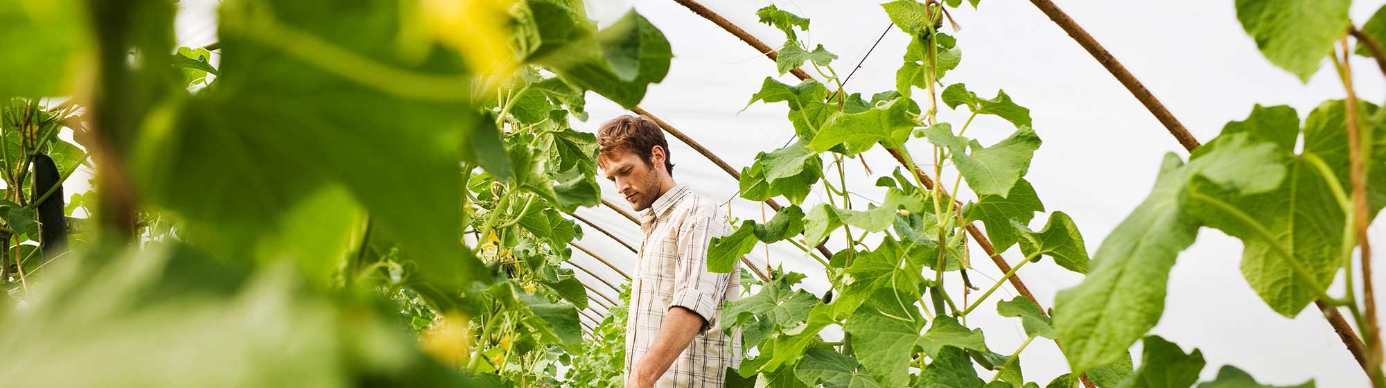Food-sectors–Organic-and-wellness