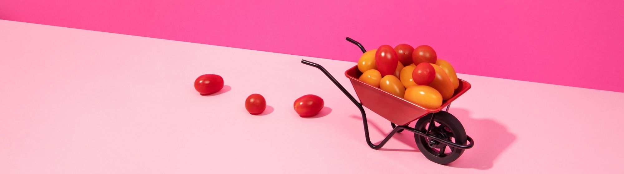 Mini wheelbarrow filled with red and yellow cherry tomatoes on pink background, with a few tomatoes placed beside