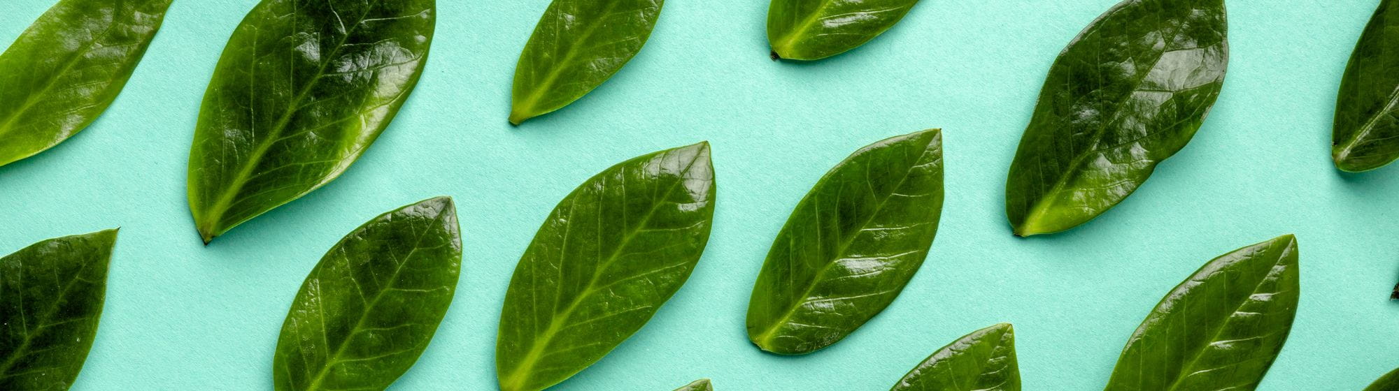 Feuilles de basilic