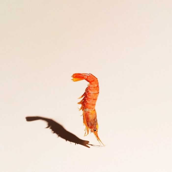 Whole shrimp isolated on a light background with cast shadow