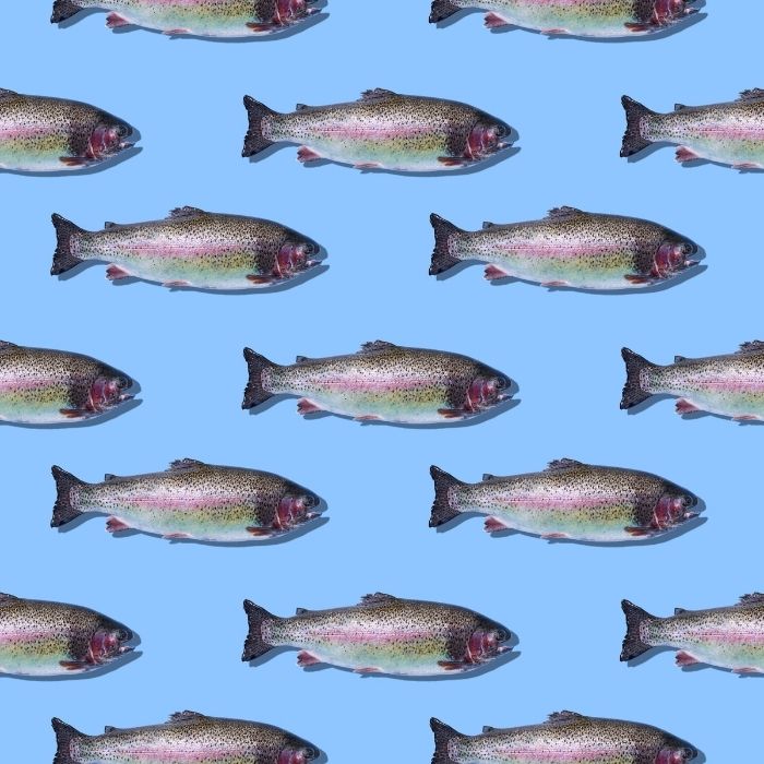 Poissons entiers disposés en motif graphique sur fond bleu