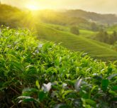 Tea fields