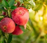 Apples in a apple tree