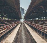 Chickens on an agricultural farm