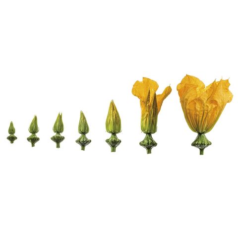 Evolution of a zucchini flower illustrated in several stages of growth, from bud to fully bloomed flower.