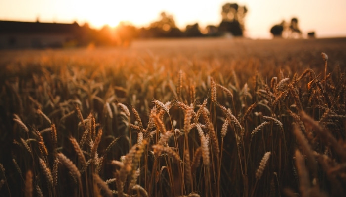 Golden wheat field at sunset with ears of grain in the foreground and a farm in the background