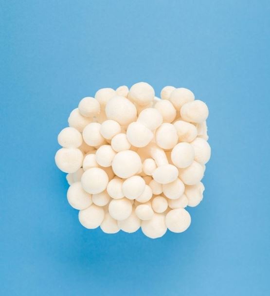 Groupe de champignons blancs photographiés sur fond bleu uni.