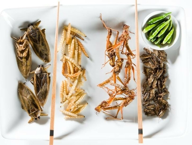 Four types of edible insects