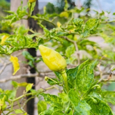 Piments verts encore en pousse sur une plante.