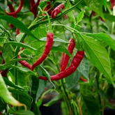 Red chili pepper plant with ripening peppers.