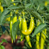 Green chili pepper growing on a plant