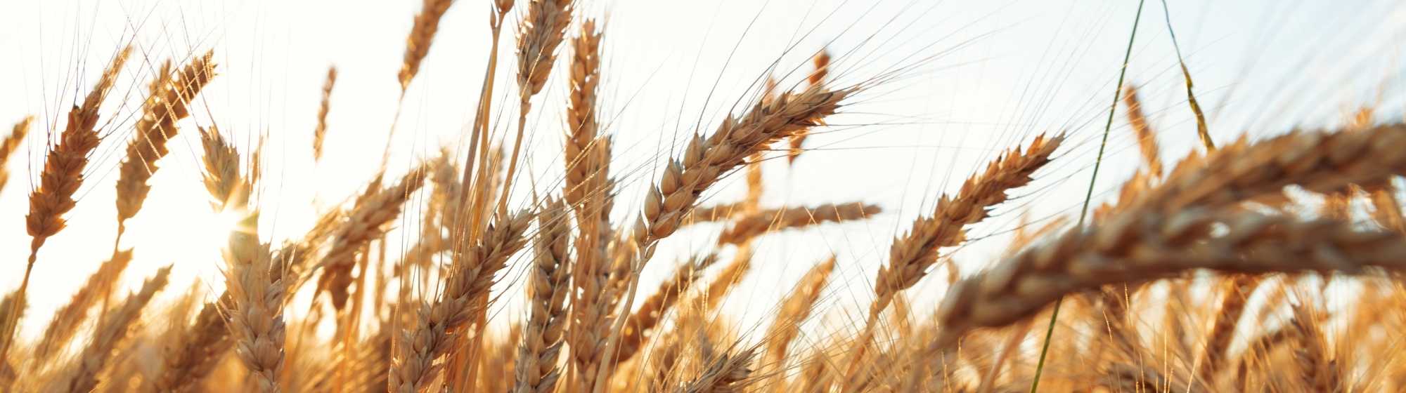 Wheat field viewed at ear level with a clear sky in the background