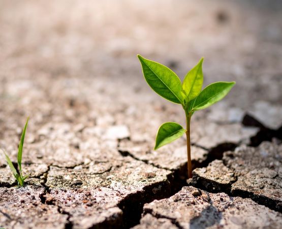 Young green sprout emerging from dry soil illustrating agricultural resilience