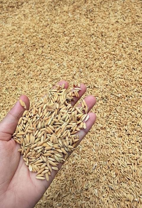 Hand holding resilient food grains above a background of natural grains