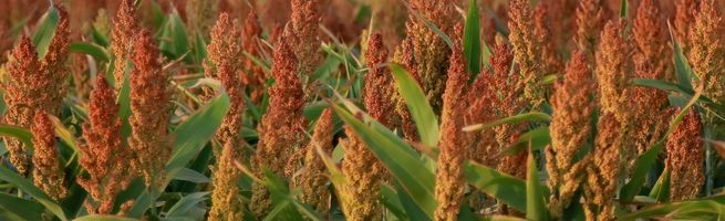 Champ de sorgho mature avec panicules de grains rouges cultivé pour une alimentation durable et résiliente