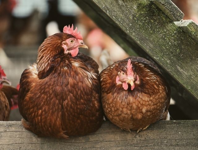 Poules élevage fermier