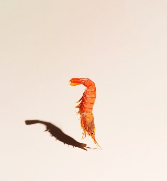 Pink shrimp on a beige background