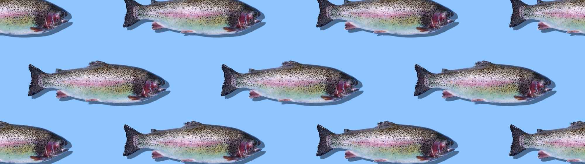 Poissons sur fond bleu