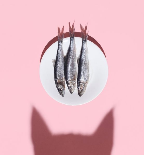 Poisson sur une assiette avec une ombre