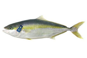 Aquacultured-and-closed-circuit-flounder–Kingfish-Zeeland-BV